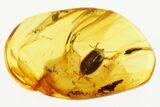 Detailed Fossil Marsh Beetle (Elodes) in Baltic Amber - Rare! #294269-1